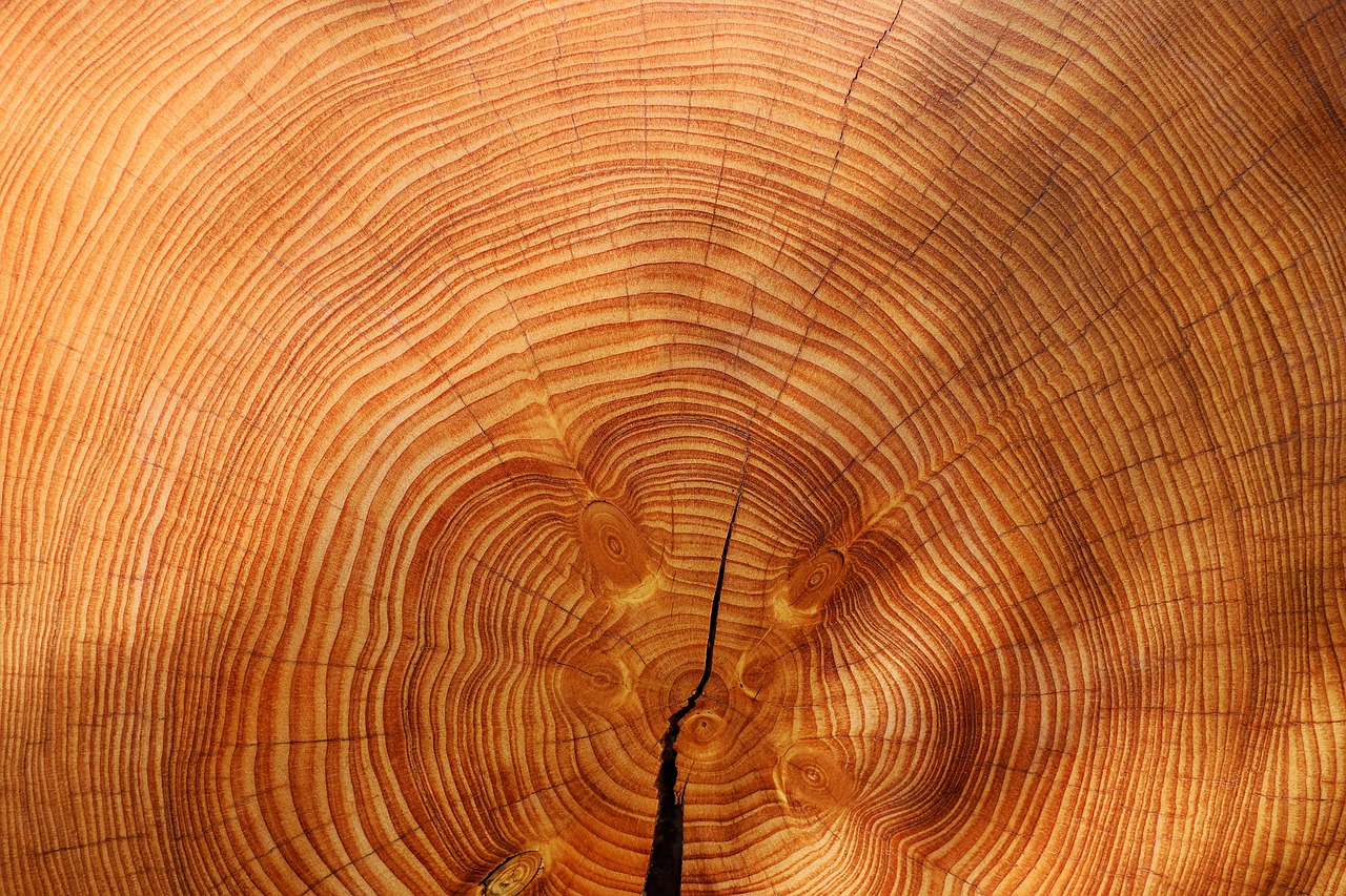 annual rings, free wallpaper, wallpaper hd, nature, full hd wallpaper, 4k wallpaper 1920x1080, tree, cool backgrounds, mac wallpaper, hd wallpaper, desktop backgrounds, wood, laptop wallpaper, texture, background, free background, 4k wallpaper, wallpaper 4k, windows wallpaper, beautiful wallpaper, wallpaper
